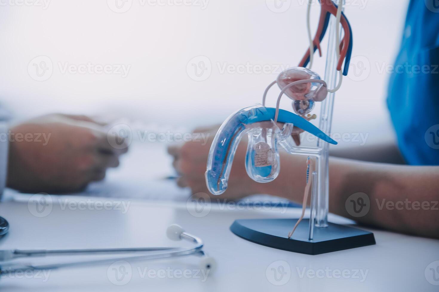 Doctor uses anatomical model to explain male urinary system. Model labeled with parts, doctor points and explains how they work together for urinary function, ensuring patient comprehension. photo