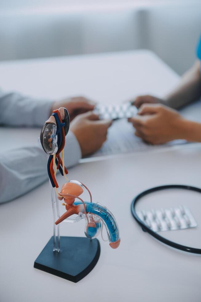 Doctor uses anatomical model to explain male urinary system. Model labeled with parts, doctor points and explains how they work together for urinary function, ensuring patient comprehension. photo