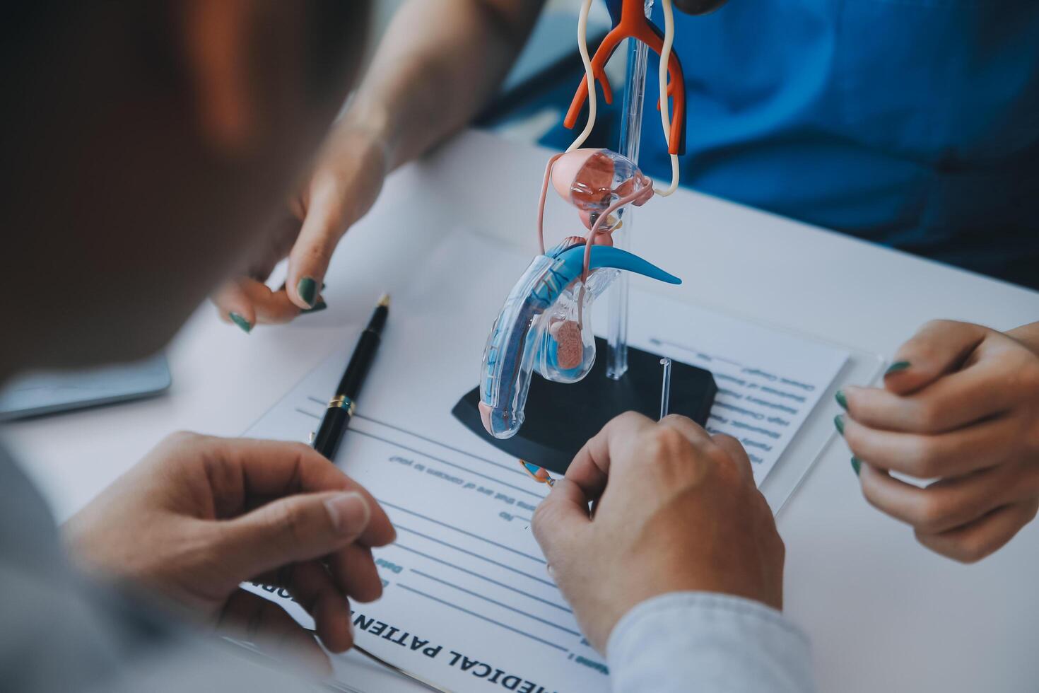 Doctor uses anatomical model to explain male urinary system. Model labeled with parts, doctor points and explains how they work together for urinary function, ensuring patient comprehension. photo