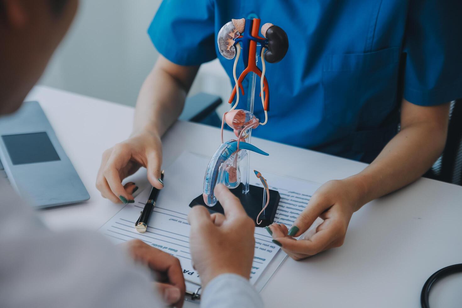 Doctor uses anatomical model to explain male urinary system. Model labeled with parts, doctor points and explains how they work together for urinary function, ensuring patient comprehension. photo