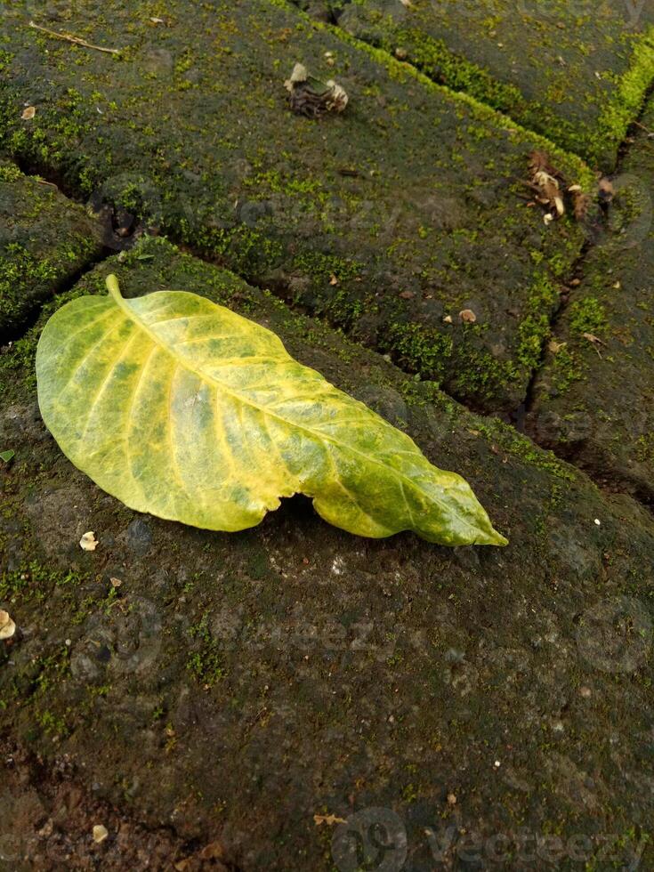 Fresh green leaves fall on the mossy brick road photo