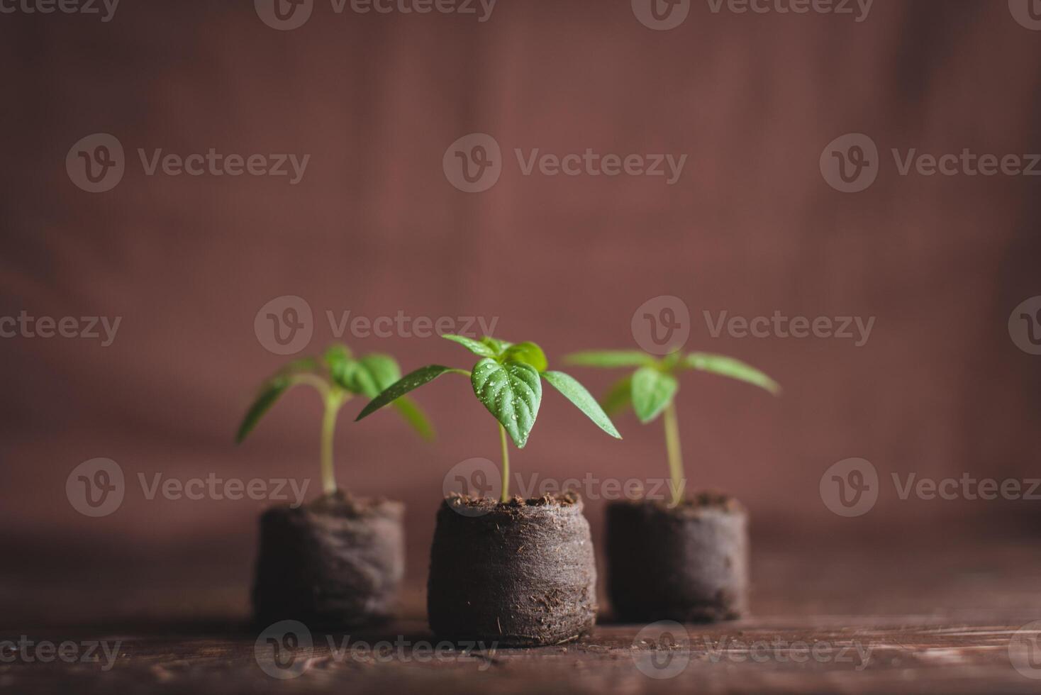 Green sprouts of peppers sprouted in peat tablets on a wooden background. Seedlings of peppers. photo