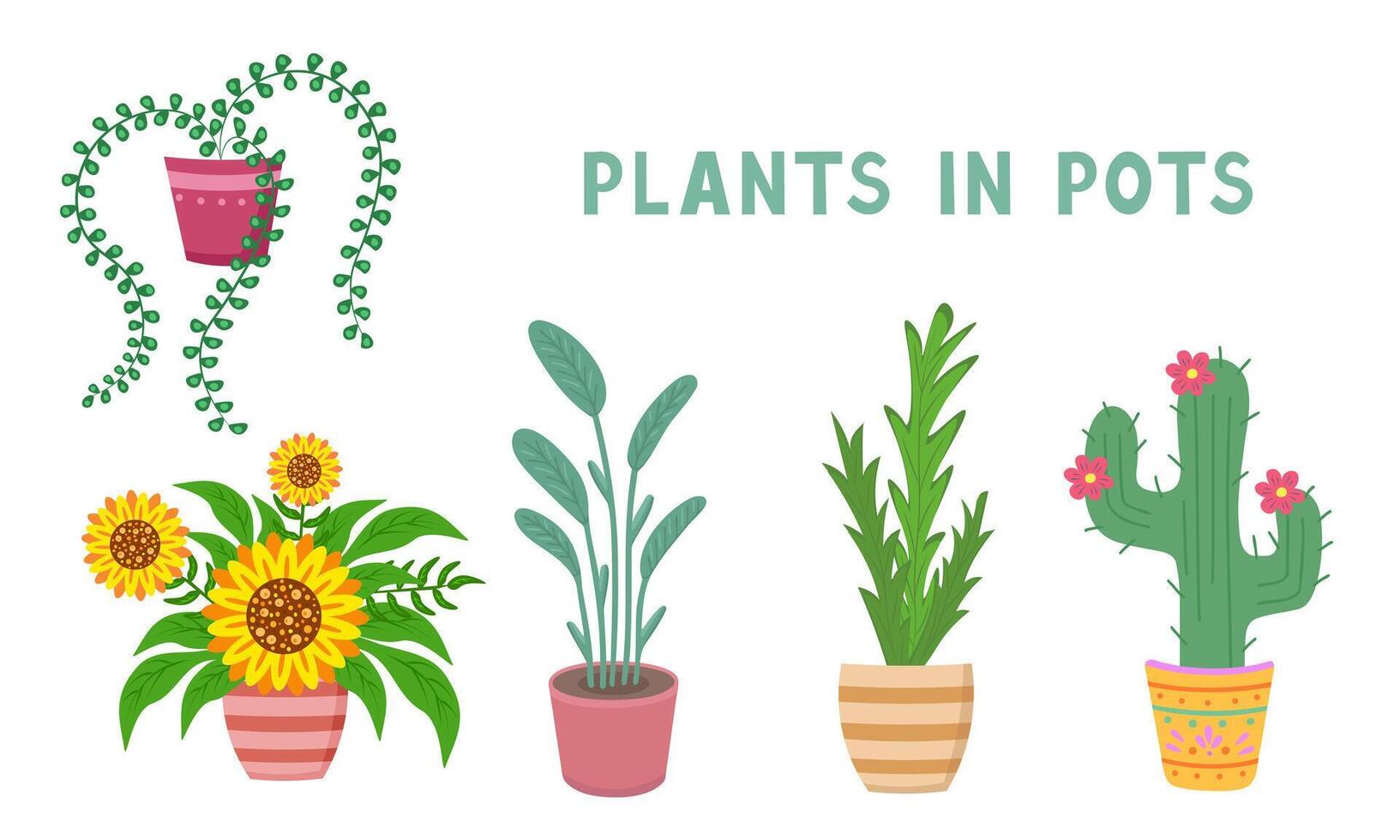 plant in pot set, sunflower, cactus. Illustration for printing, background, cover and packaging. Image can be used for greeting card, poster, sticker and textile. Isolated on white background. vector