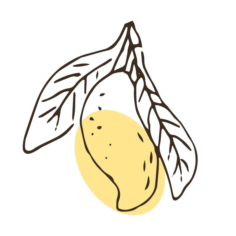 Hand drawn Mango fruit with leaf in sketch art vector