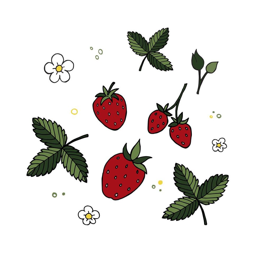 Illustration of a strawberry on a white background. Can be used for postcards, invitations, advertising, web, patterns. vector