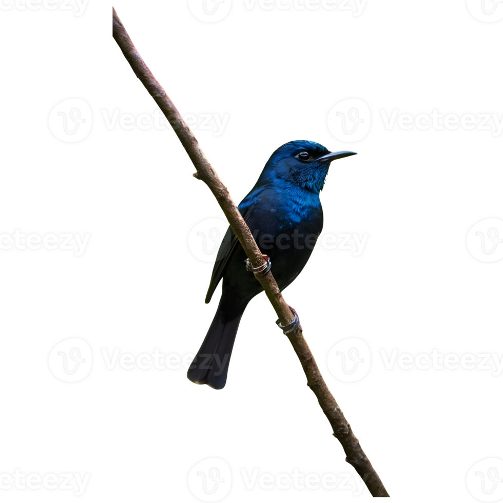 AI generated Whiterumped shama a stunning singing bird found in forests fine art isolated png