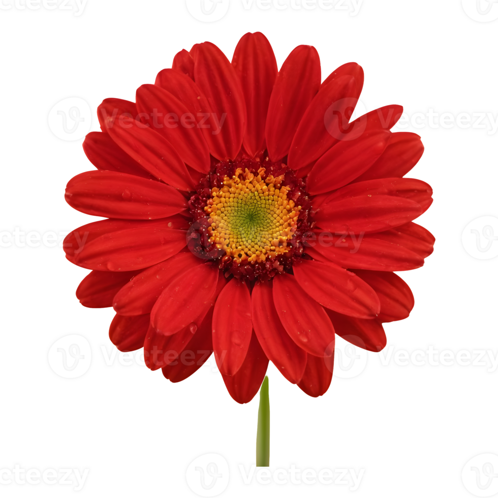 AI generated Red daisies alone on transparent background isolated png