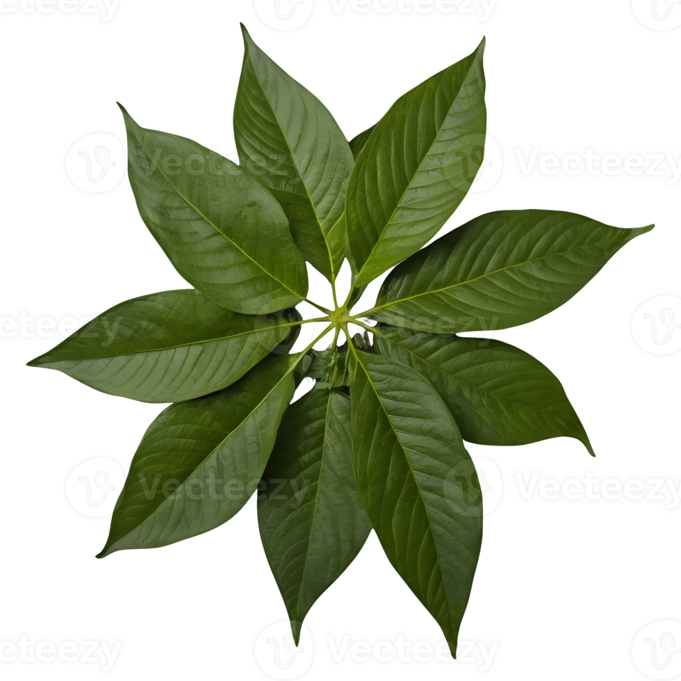 AI generated The leaves of mitragyna speciosa korth are consumed for their medicinal isolated png