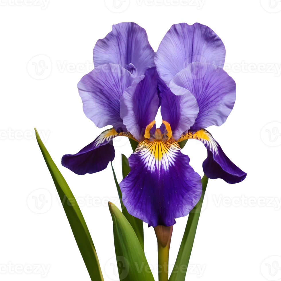 AI generated Neomarica the walking iris isolated png