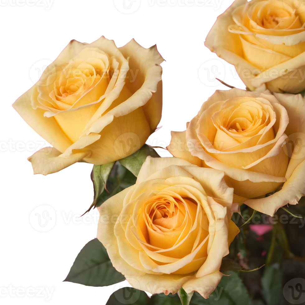 AI generated pink and yellow roses isolated png
