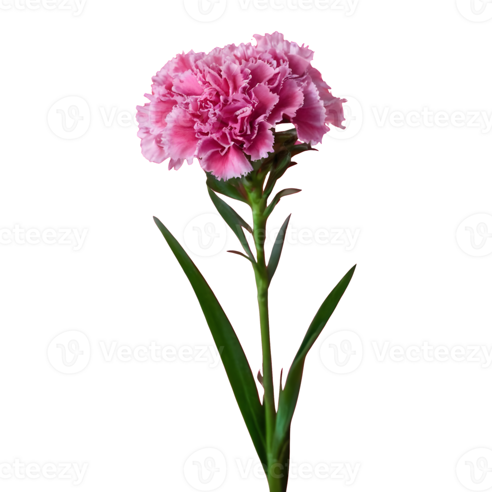 AI generated Transparent background for carnation standard tonic golem dianthus isolated png