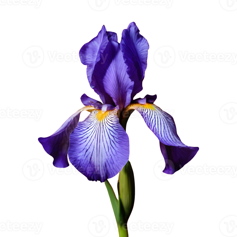 AI generated Neomarica the walking iris isolated png