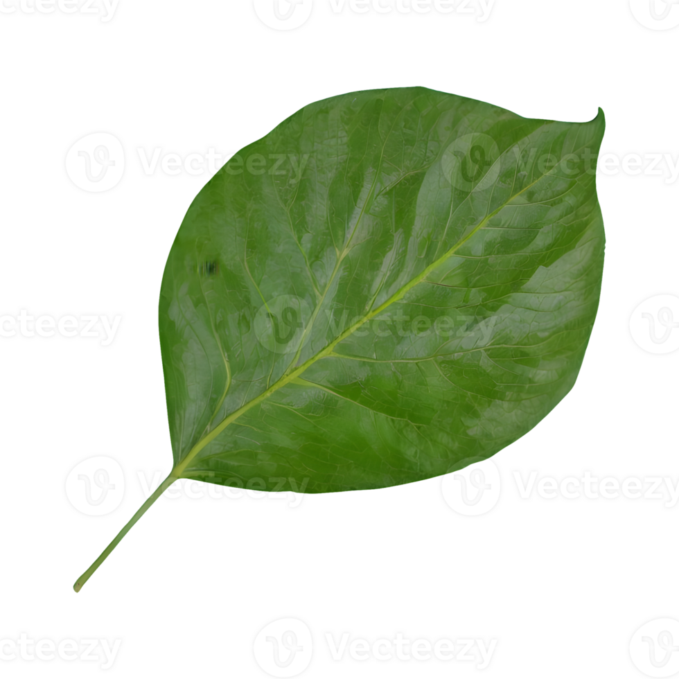 AI generated Tapioca leaf on transparent background isolated png