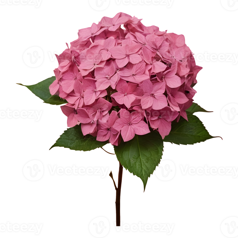 AI generated withered hydrangea blooms during fall dim and somber hues pink gentle hazy isolated png