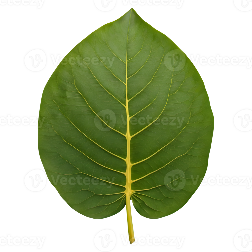 AI generated Photo of a jackfruit leaf isolated png