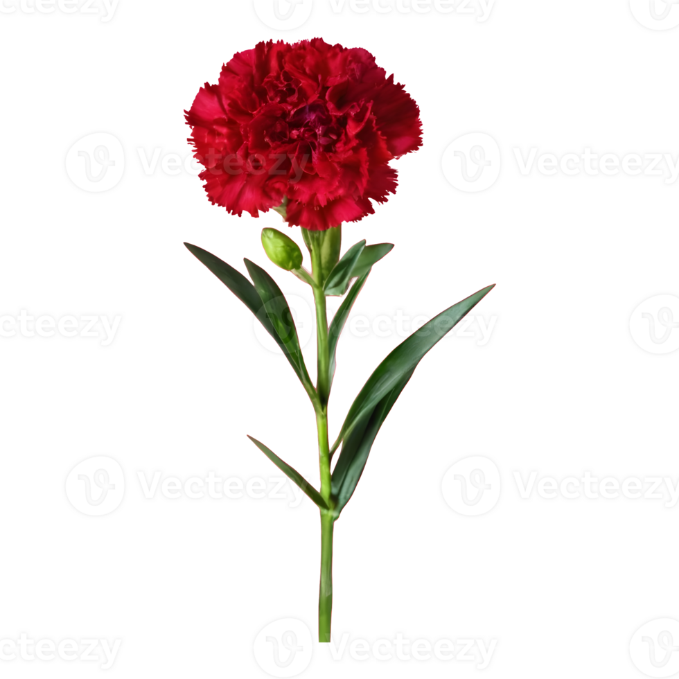 AI generated Transparent background for carnation standard tonic golem dianthus isolated png