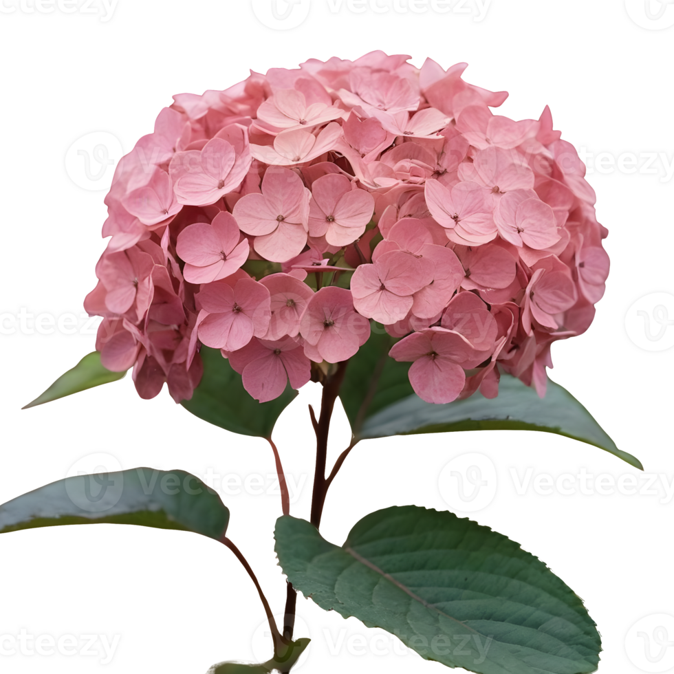 AI generated withered hydrangea blooms during fall dim and somber hues pink gentle hazy isolated png