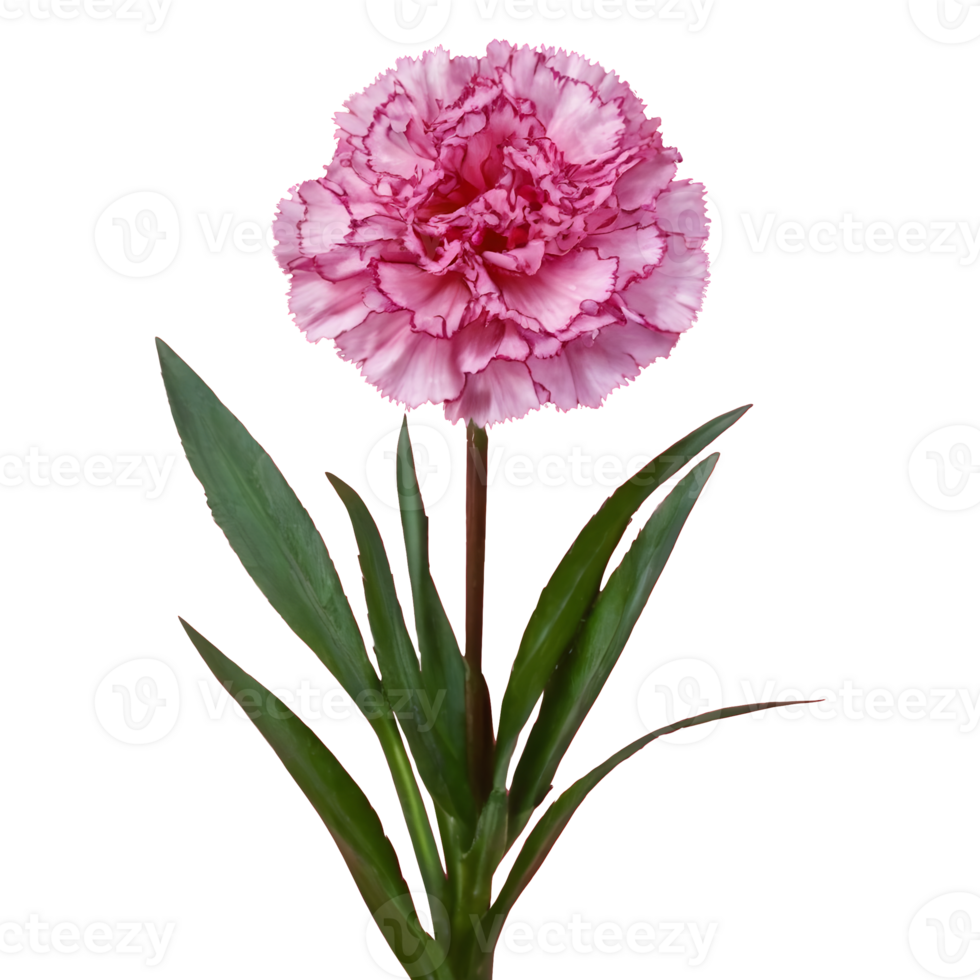 AI generated Transparent background for carnation standard tonic golem dianthus isolated png