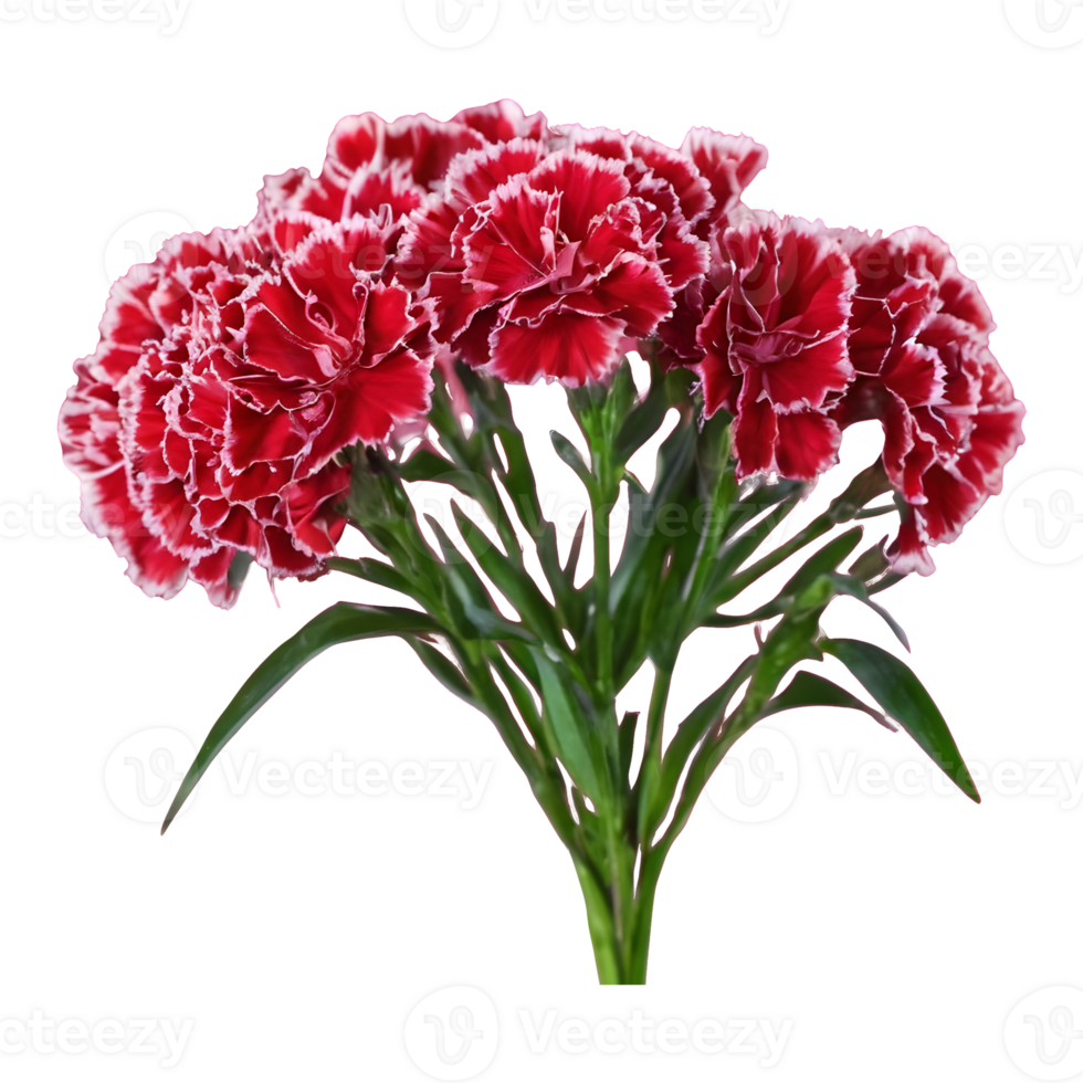 AI generated Transparent background for carnation standard tonic golem dianthus isolated png