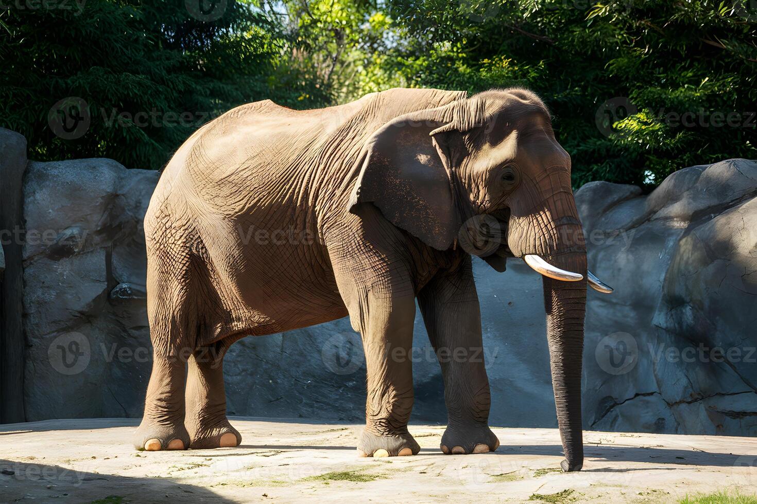 AI generated Majestic elephant, iconic zoo resident, basks in tranquil sunlight photo