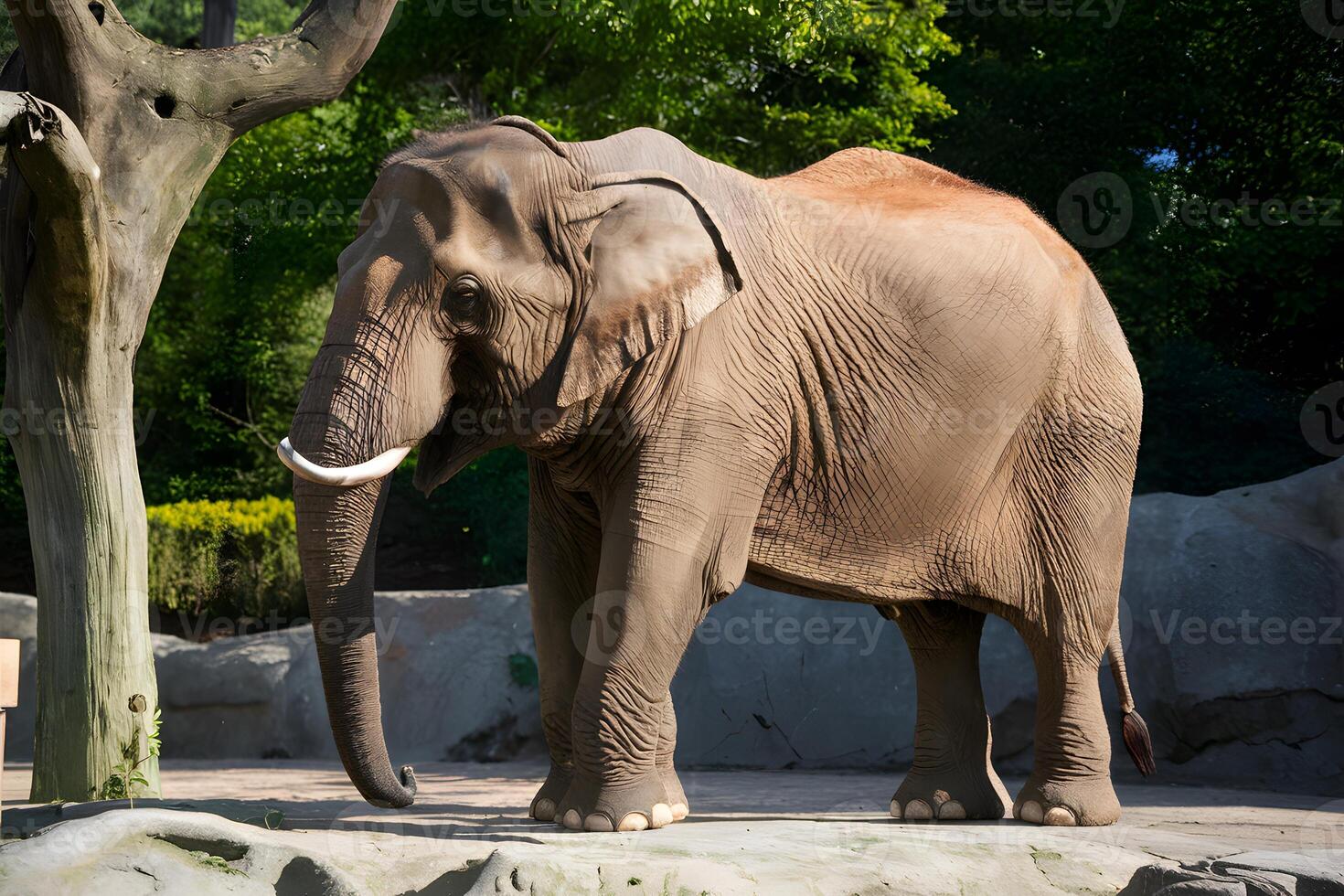 AI generated Majestic elephant, iconic zoo resident, basks in tranquil sunlight photo