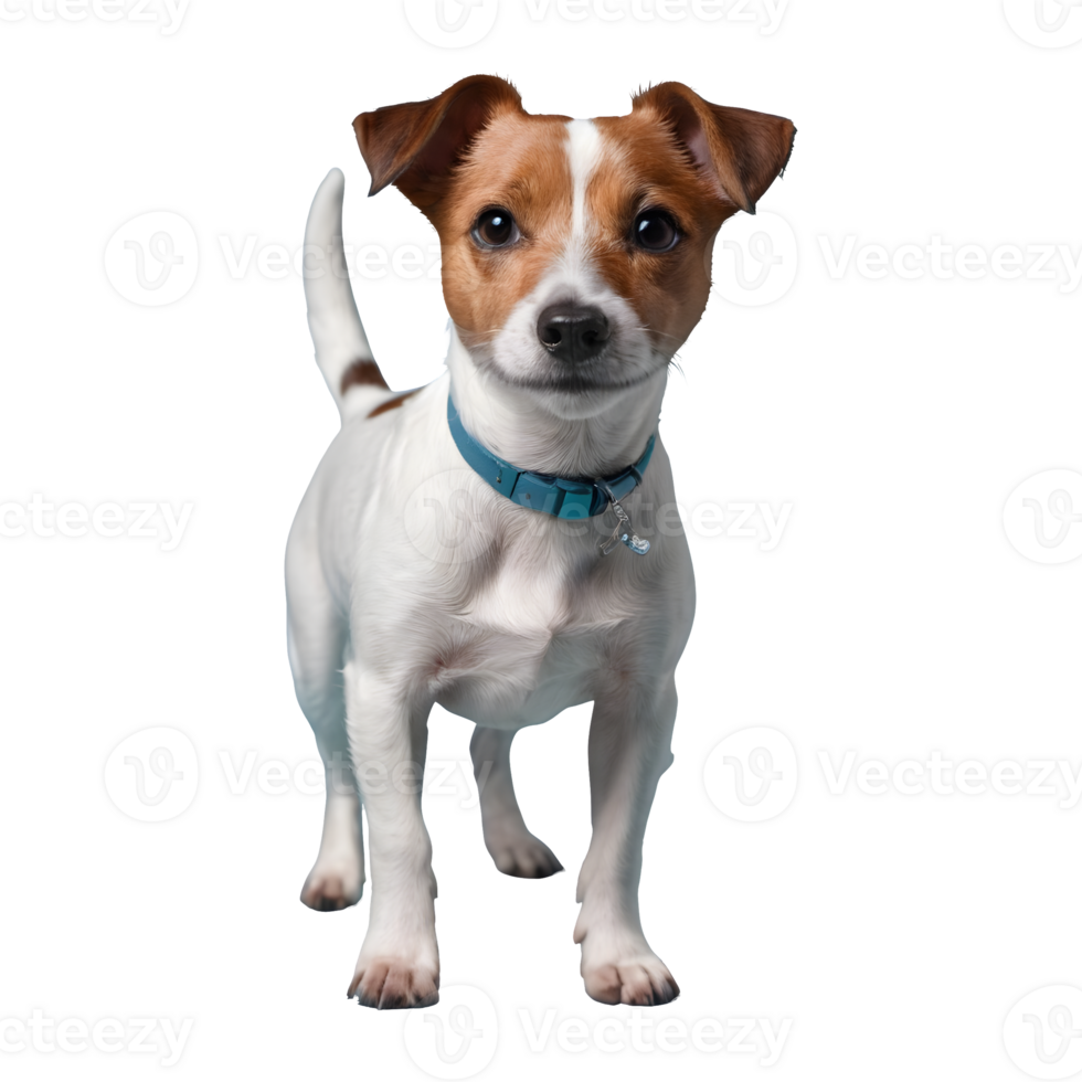 ai generado transparente antecedentes con Jack Russell terrier aislado png