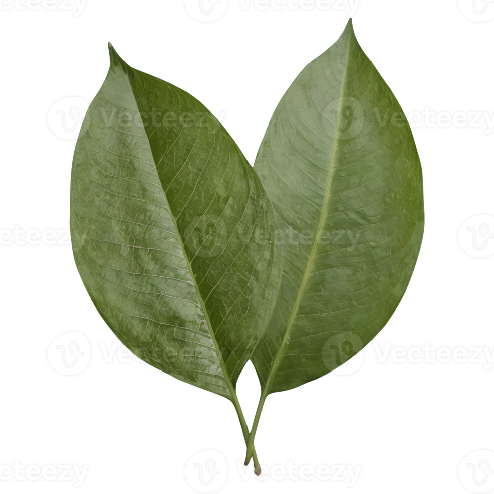 AI generated Tapioca leaf on transparent background isolated png