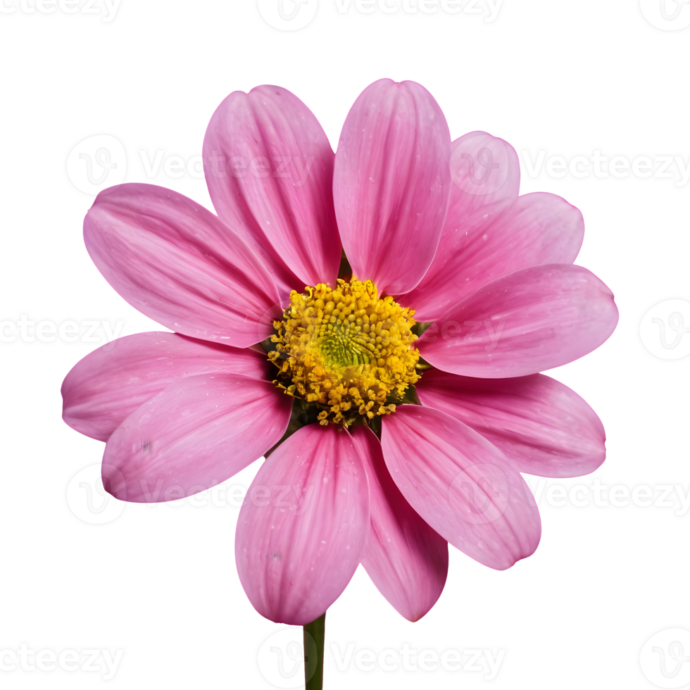 AI generated Pink flower against a transparent background isolated png