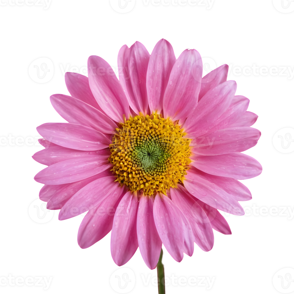 AI generated Pink flower against a transparent background isolated png