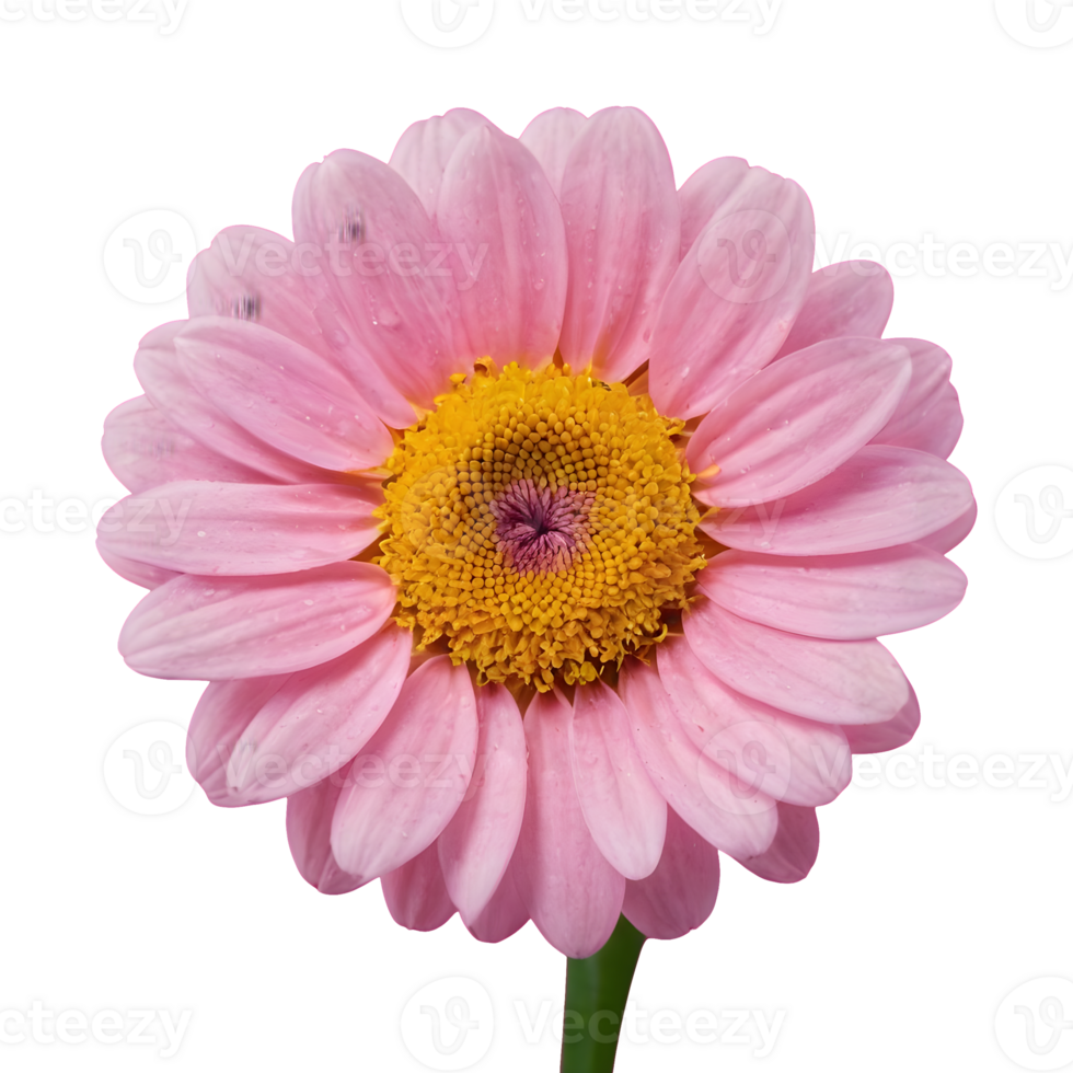 AI generated Pink flower against a transparent background isolated png
