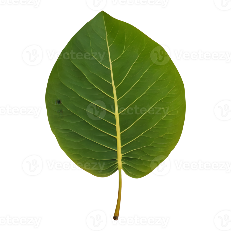 AI generated Photo of a jackfruit leaf isolated png