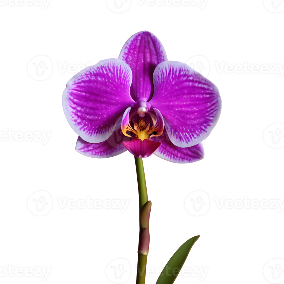 AI generated Transparent background with an orchid isolated png