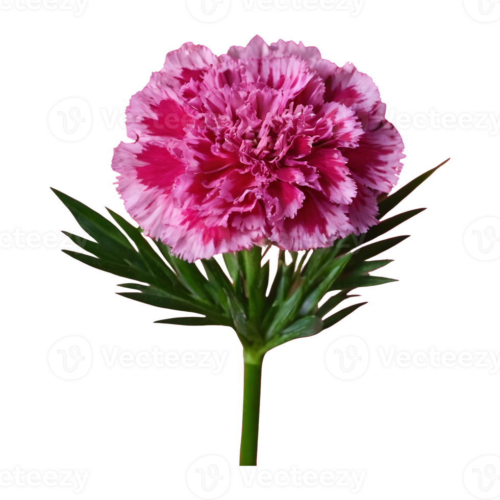 AI generated Transparent background for carnation standard tonic golem dianthus isolated png