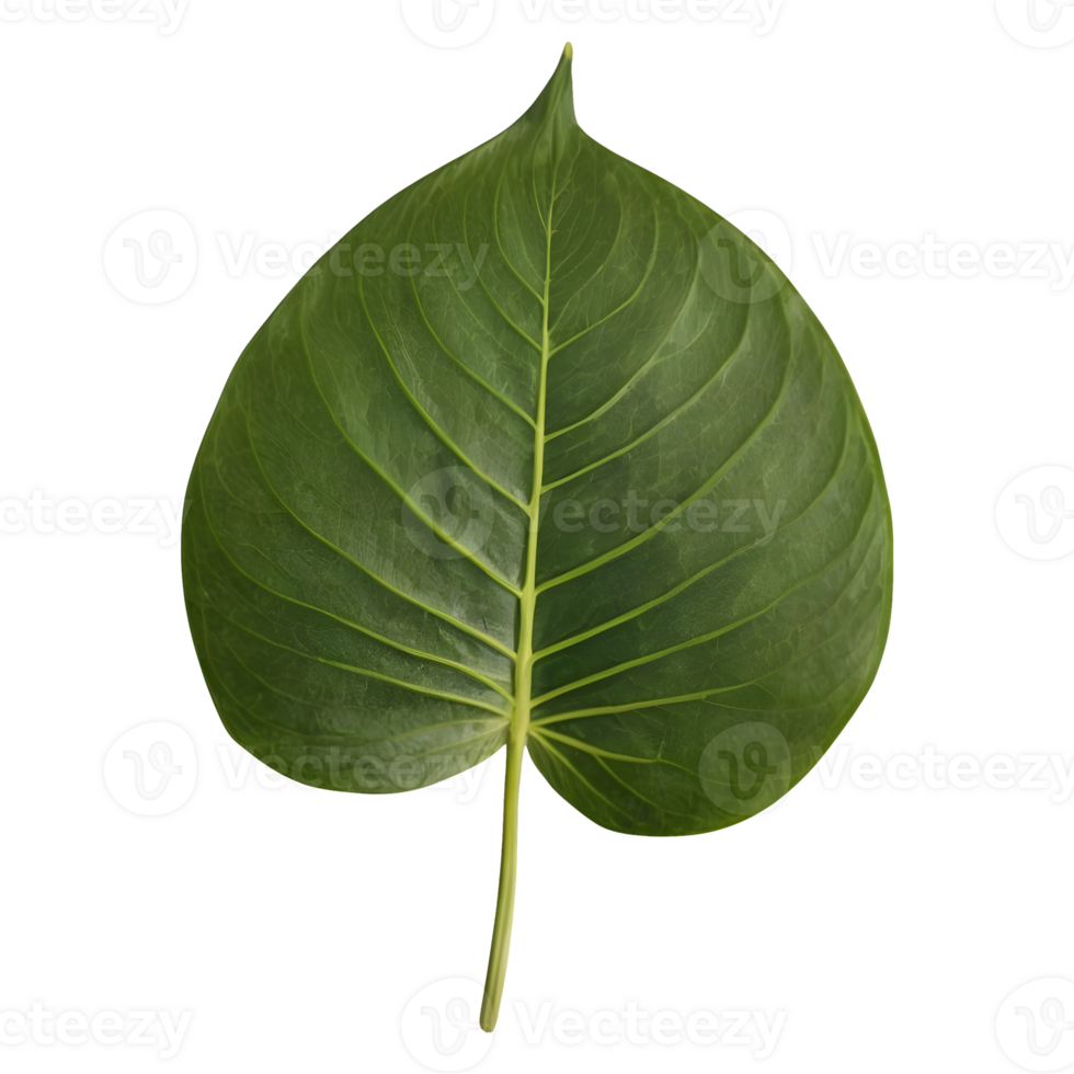 AI generated Tapioca leaf on transparent background isolated png