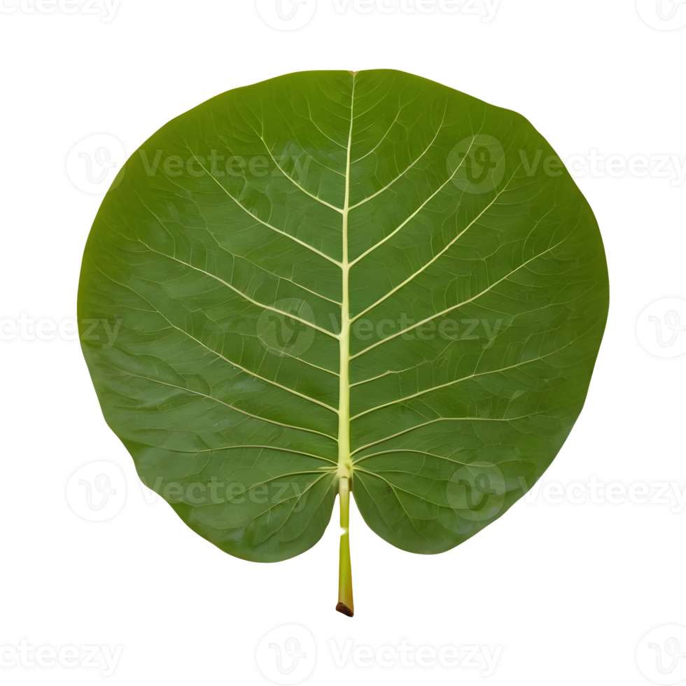 AI generated Photo of a jackfruit leaf isolated png