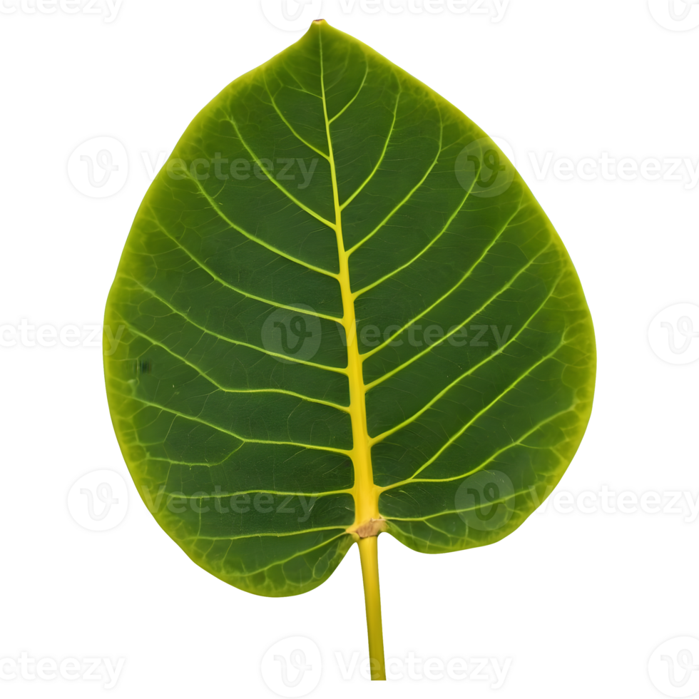 AI generated Photo of a jackfruit leaf isolated png