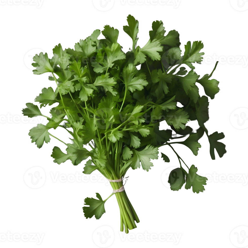 AI generated Fresh coriander leaves on transparent background isolated png