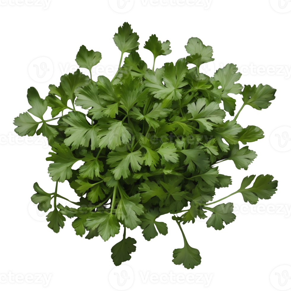 AI generated Fresh coriander leaves on transparent background isolated png