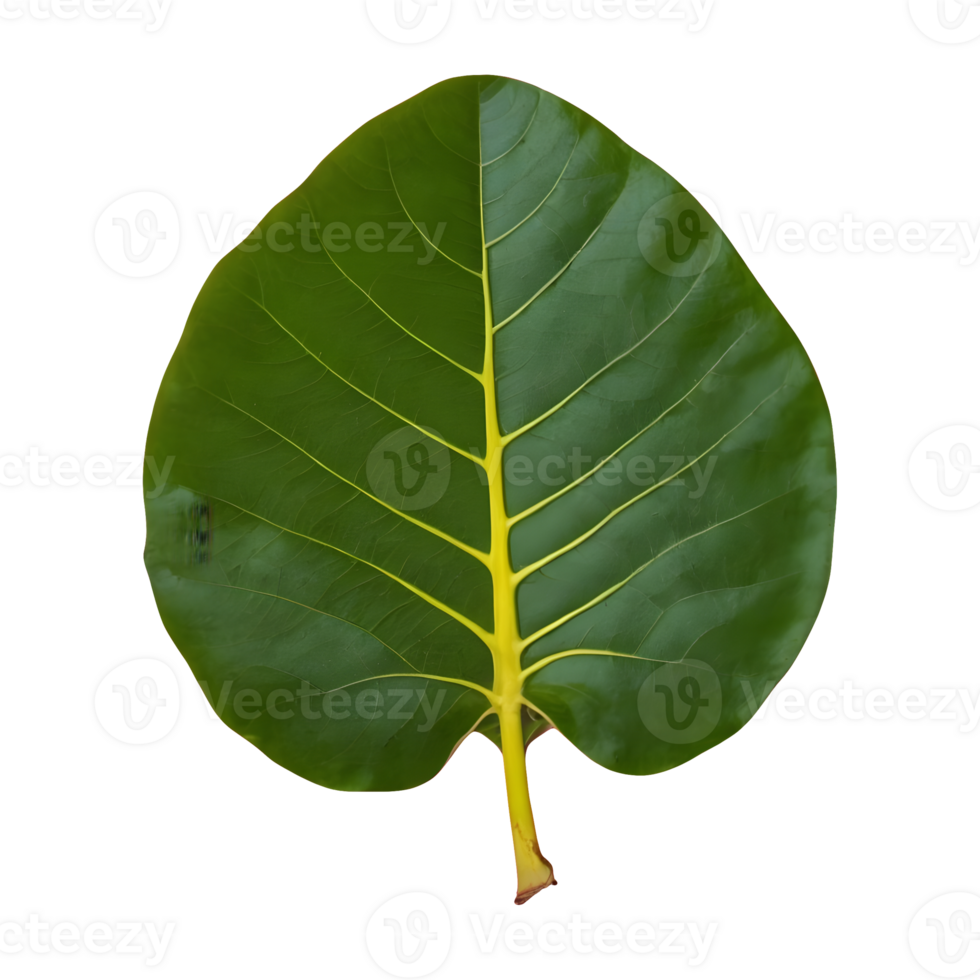 AI generated Photo of a jackfruit leaf isolated png