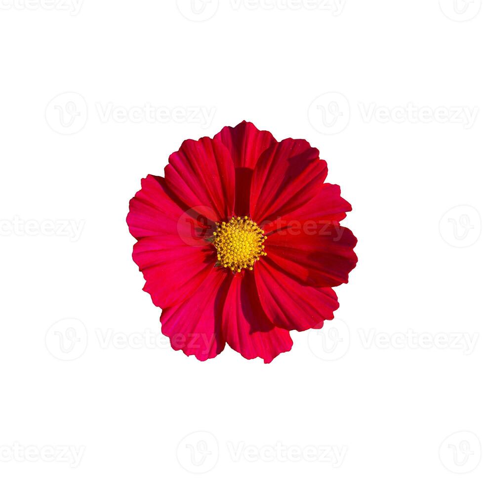 isolated top view red cosmos flower on white background. Single layer or stacked petals. The tip of the petals is serrated as a saw tooth. In the center of the flower are 5 stamens and 1 pistil. photo