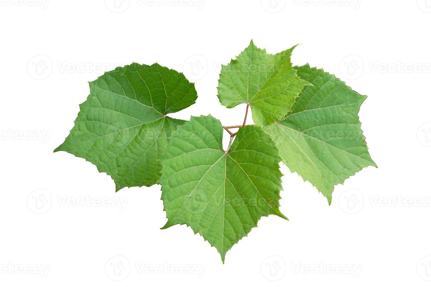 isolated grape leaves on white background. The leaves are oval-shaped with pointed tips and heart-shaped bases. The edges of the leaves are serrated like sawtooth. photo
