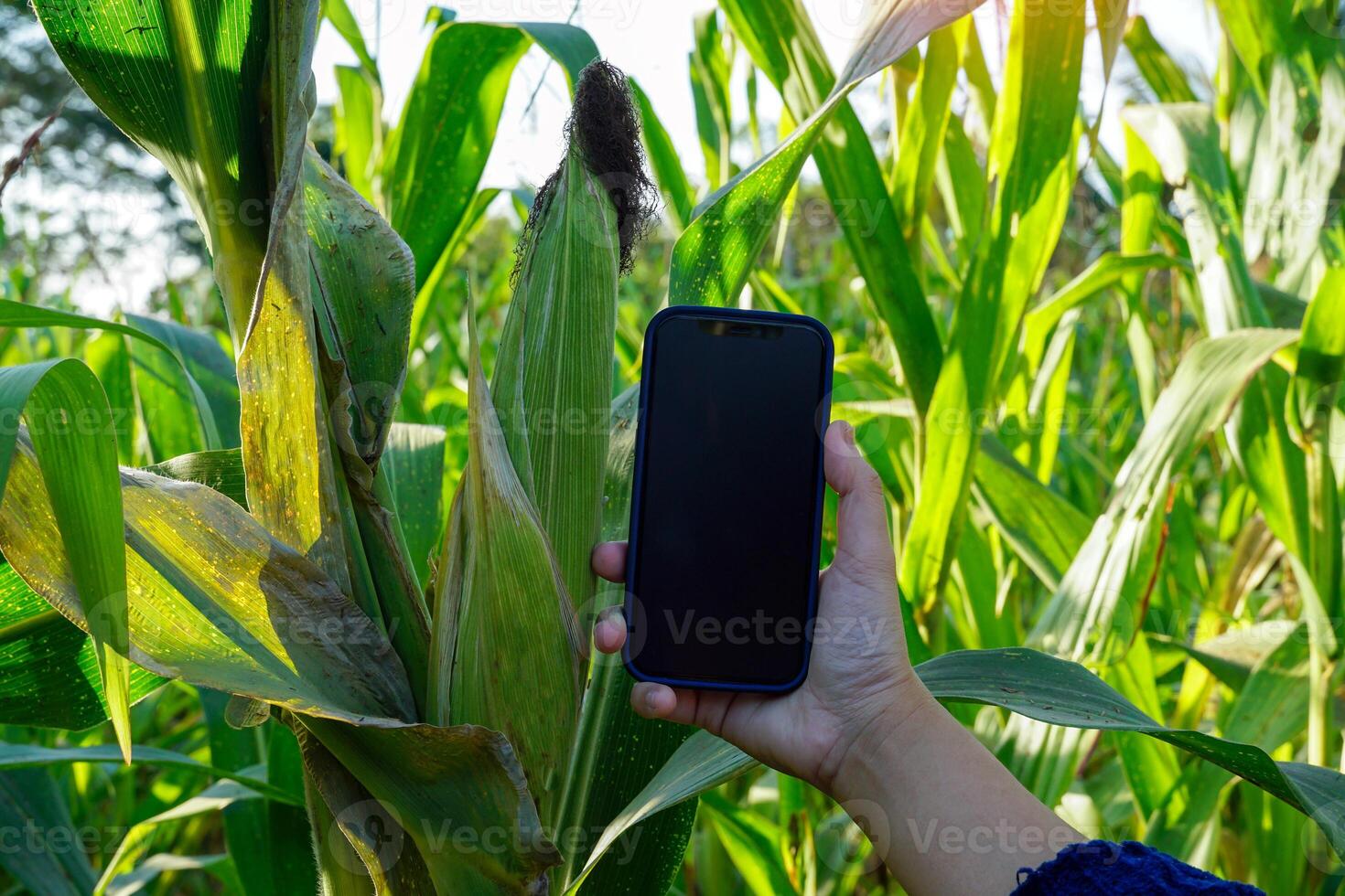 sostener arriba un móvil teléfono con un blanco pantalla en un negro antecedentes para escritura un mensaje. comparar el Talla a un oído de maíz en el campo. foto