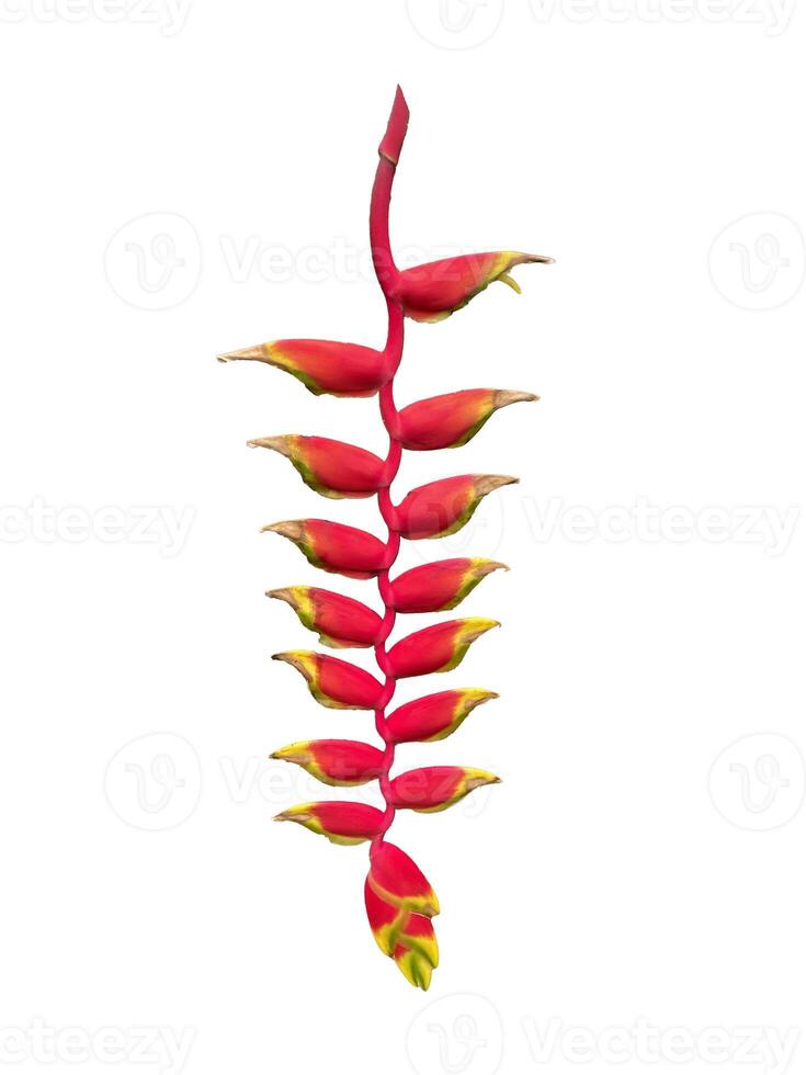 aislado heliconia rostrata en un blanco antecedentes es un planta en el género heliconia. el inflorescencia cuelga abajo. el brácteas son rojo. el propina es amarillo y mira me gusta un loro pico. foto