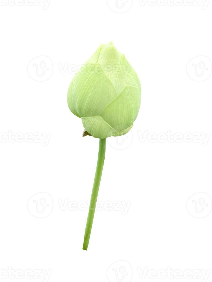 isolated white lotus bud on white background, with clipping path. photo
