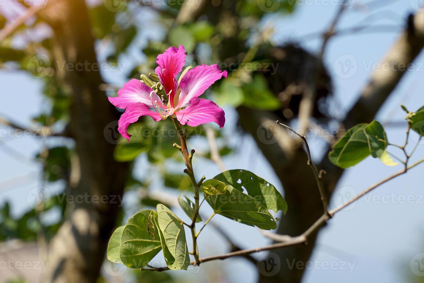 Purple bauhinia flowers are pink to magenta. The appearance of the flower is similar to that of an orchid. The leaves are single, similar to a heart shape. Soft and selective focus. photo