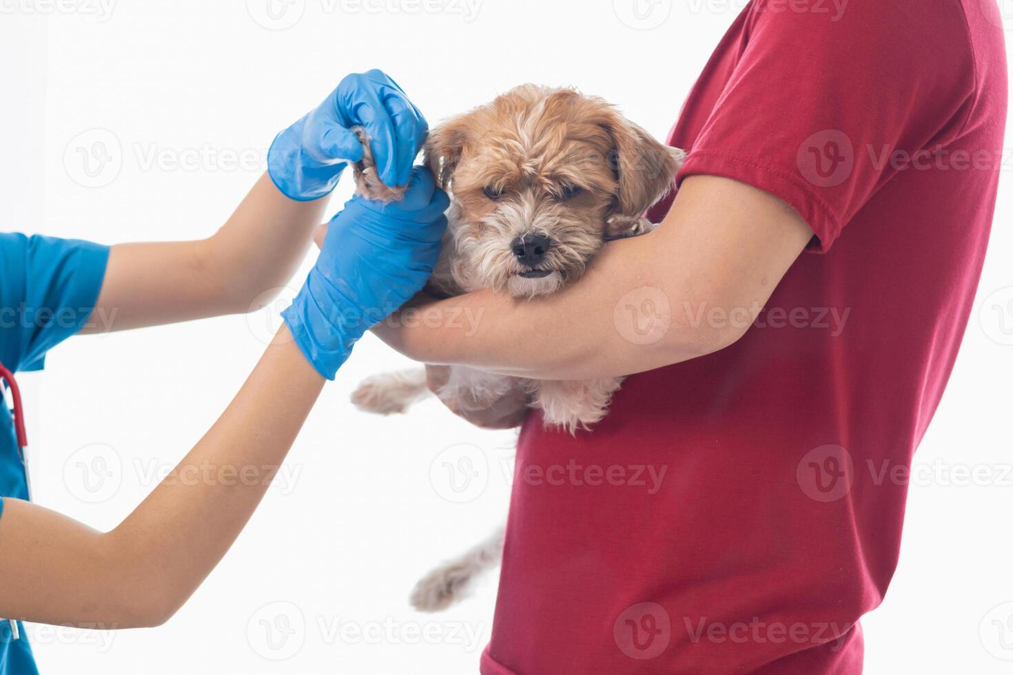 Veterinarians are performing annual check ups on dogs to look for possible illnesses and treat them quickly to ensure the pet's health. veterinarian is examining dog in veterinary clinic for treatment photo