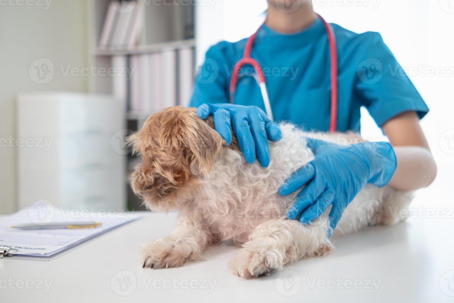 veterinarios son ejecutando anual cheque UPS en perros a Mira para posible enfermedades y tratar ellos con rapidez a garantizar el mascotas salud. veterinario es examinando perro en veterinario clínica para tratamiento foto