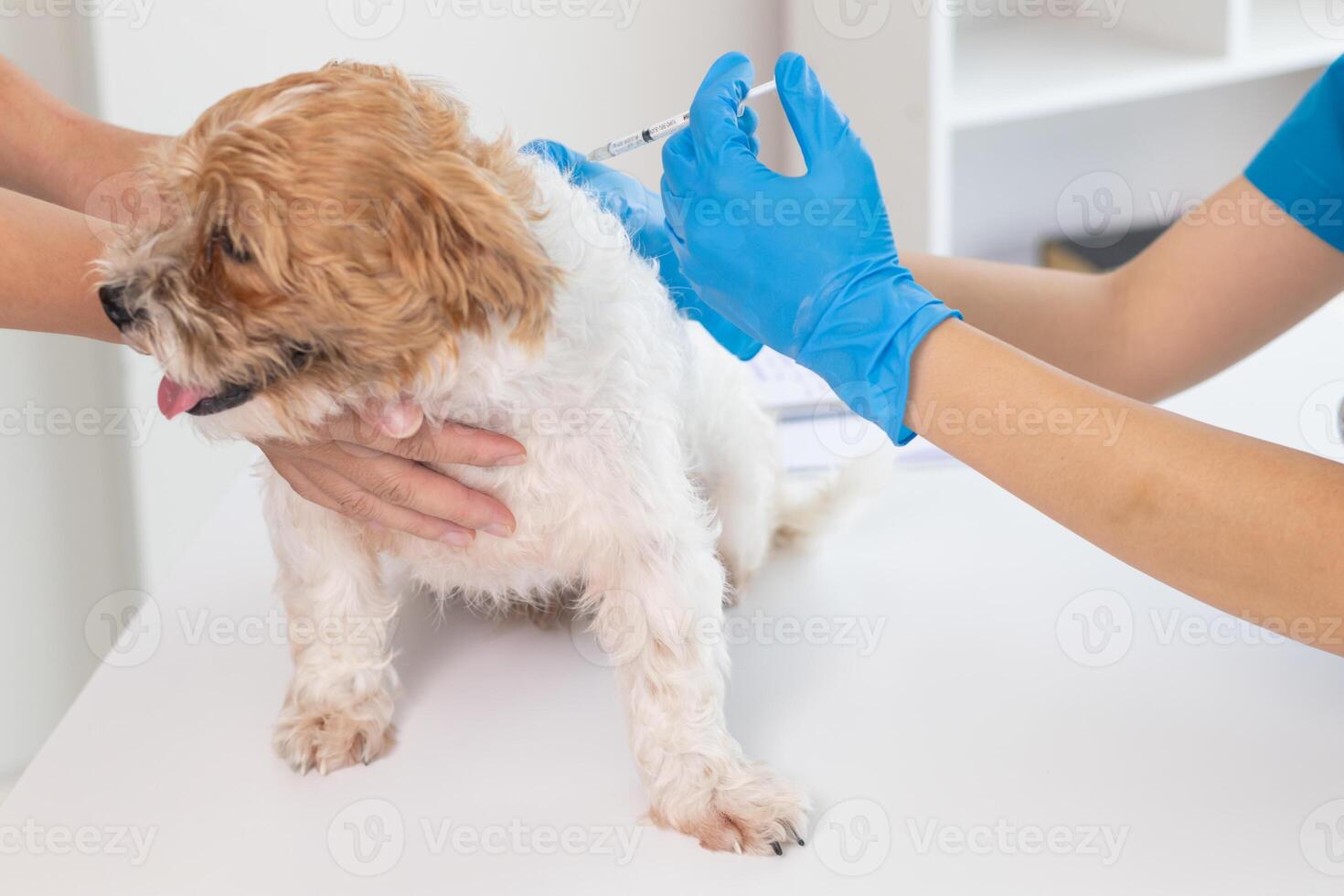 veterinarian is vaccinated for puppy To prevent communicable diseases after veterinarian has made an annual health check for dog. concept of bringing pets to receive annual vaccines from veterinarians photo