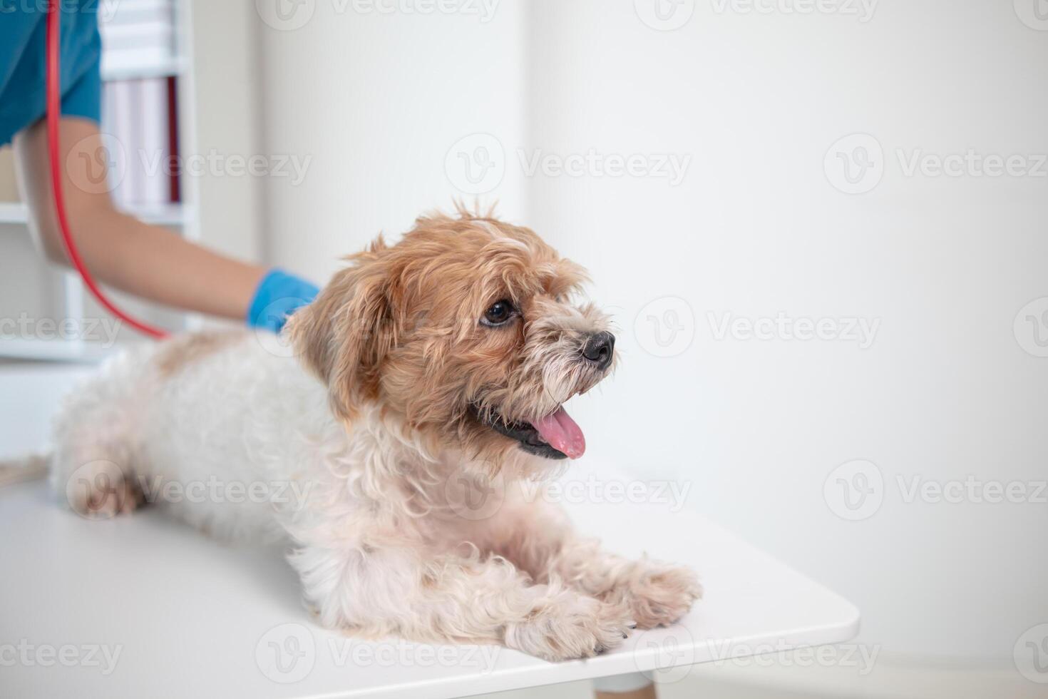 veterinarios son ejecutando anual cheque UPS en perros a Mira para posible enfermedades y tratar ellos con rapidez a garantizar el mascotas salud. veterinario es examinando perro en veterinario clínica para tratamiento foto