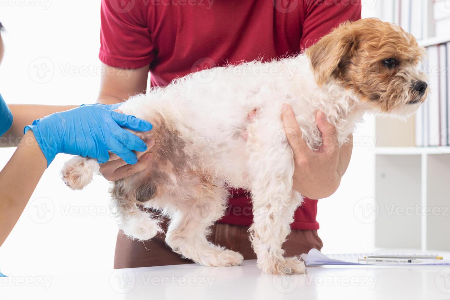 veterinarios son ejecutando anual cheque UPS en perros a Mira para posible enfermedades y tratar ellos con rapidez a garantizar el mascotas salud. veterinario es examinando perro en veterinario clínica para tratamiento foto